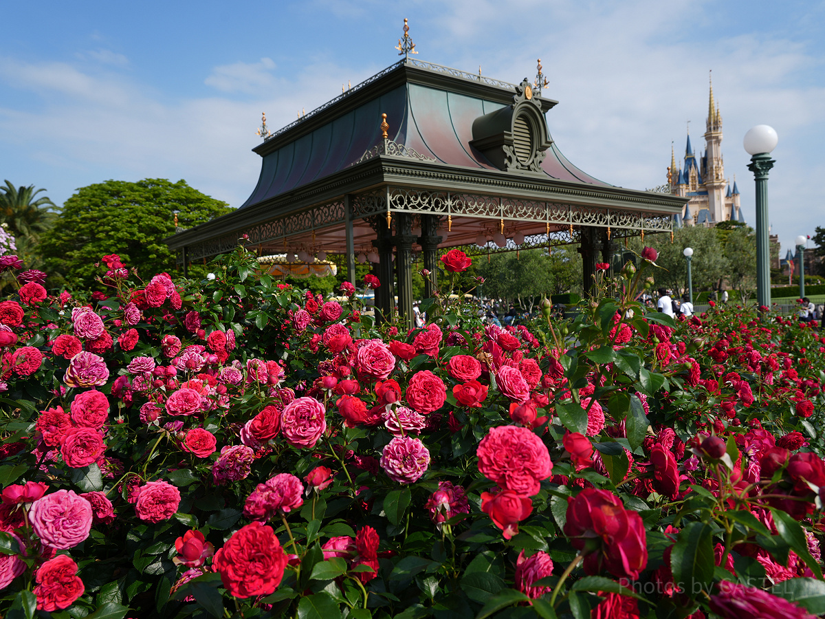 ディズニーランドに咲く花