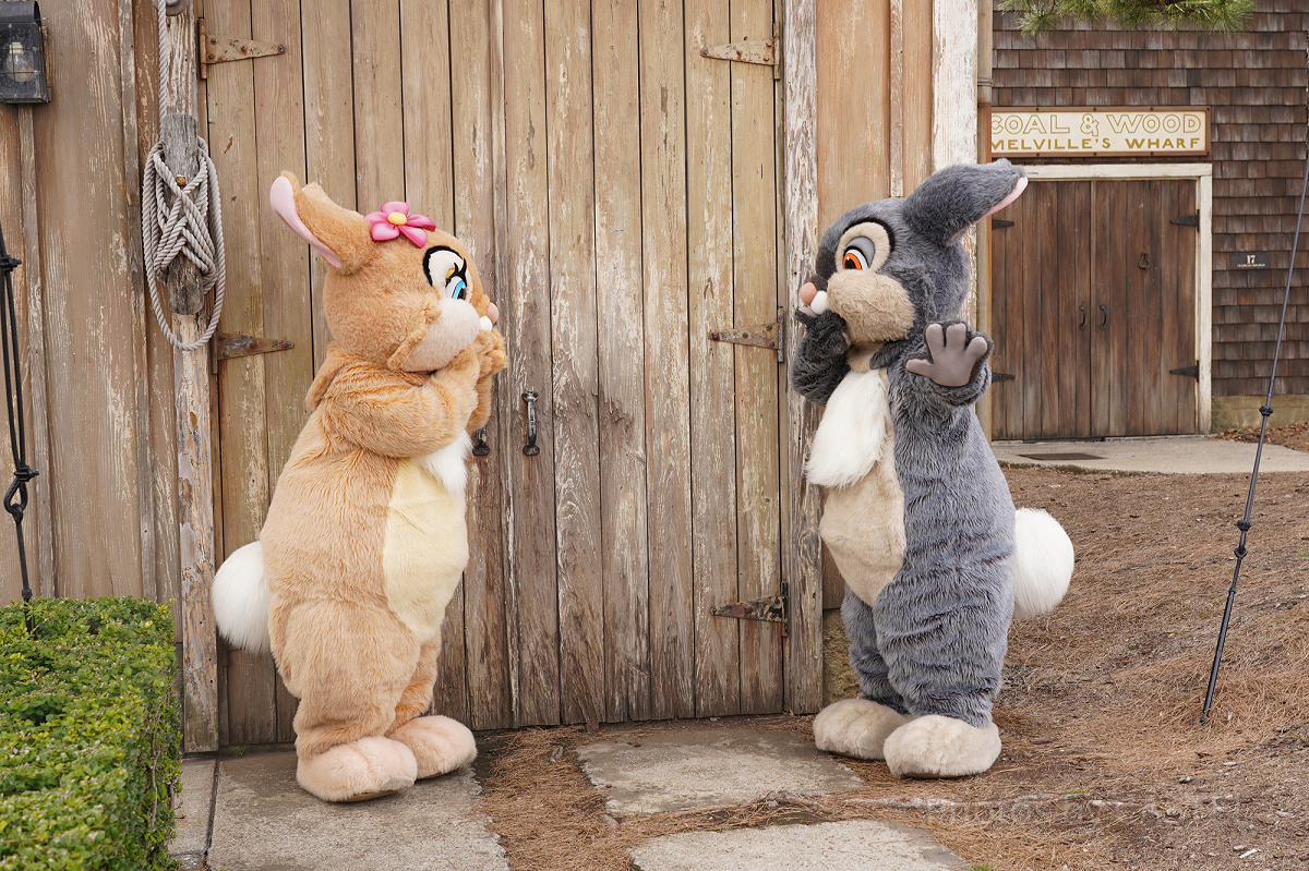 ミスバニー&とんすけとのフリーグリーティング（ディズニーシー