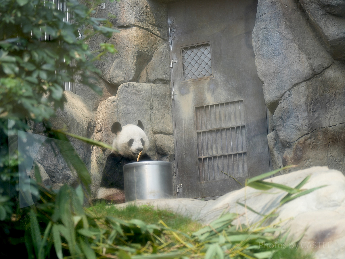 香港オーシャンパーク：パンダ