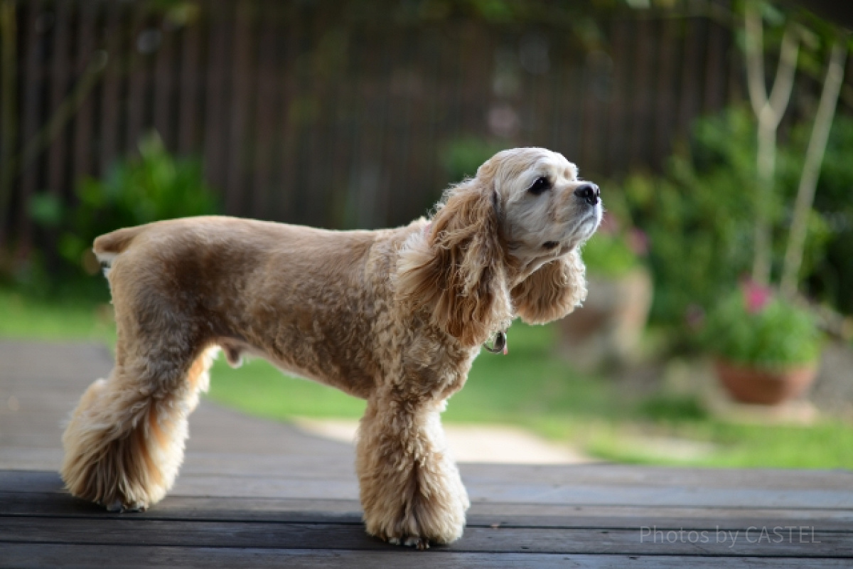 レディの犬種は「アメリカン・コッカー・スパニエル」| キャステル