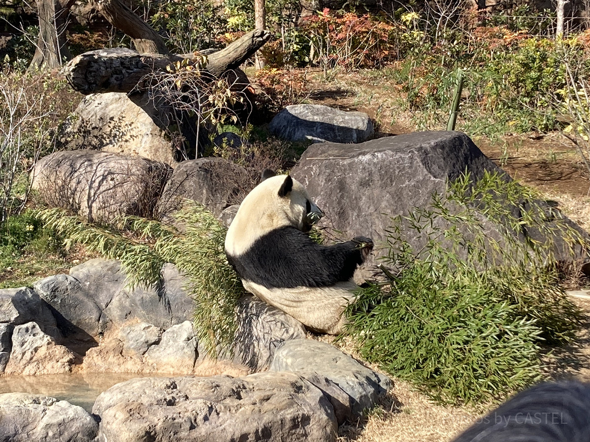 パンダのリーリー／上野動物園
