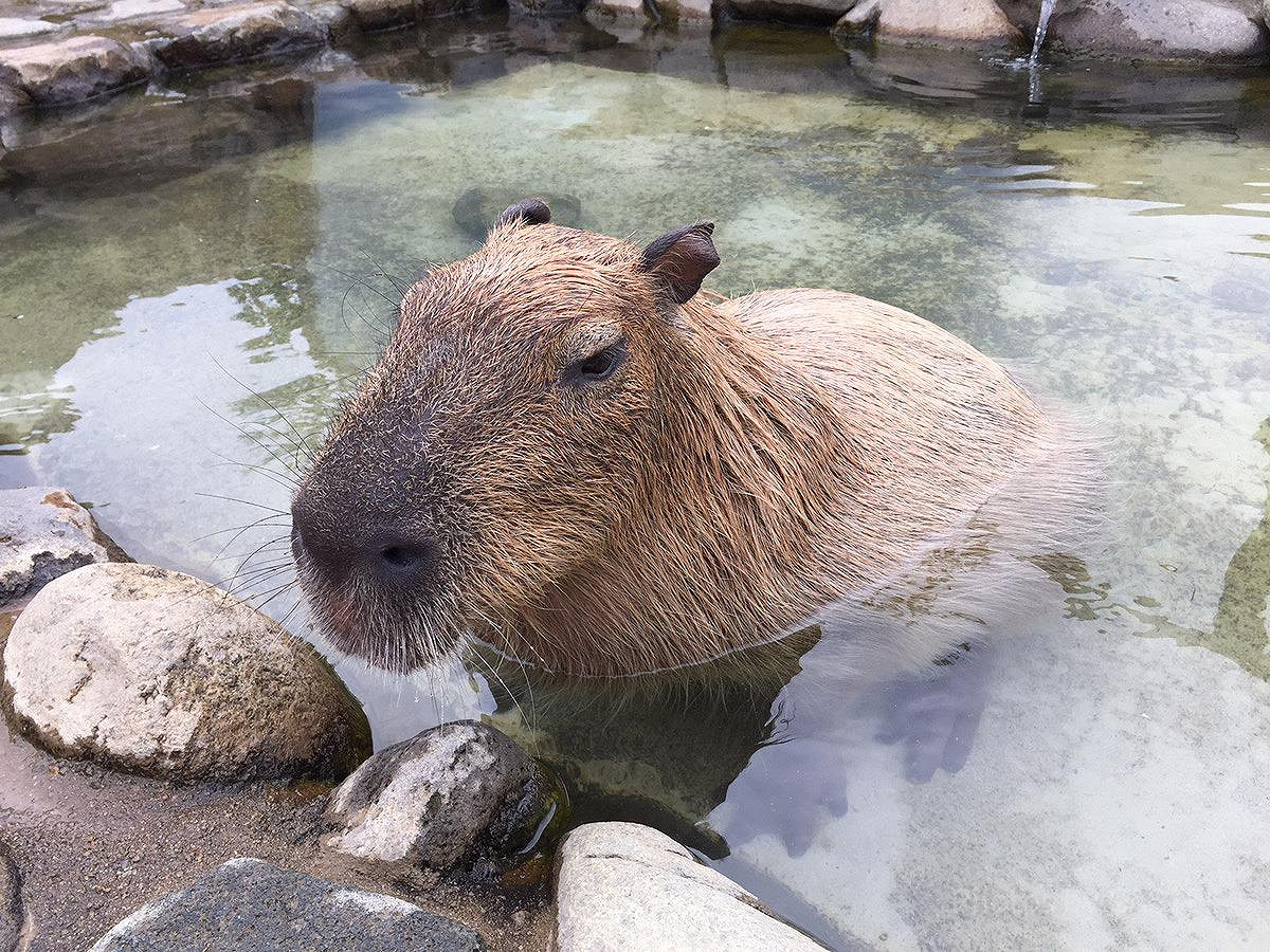 那須どうぶつ王国