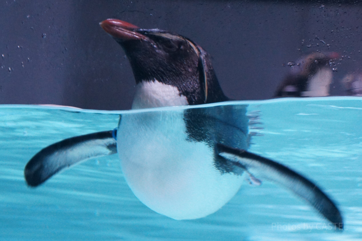 AOAO SAPPOROのキタイワトビペンギン