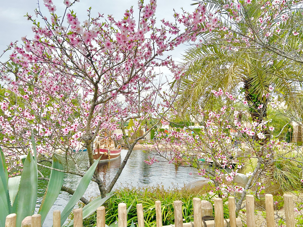 サルタンズ・オアシス向かい側の桜