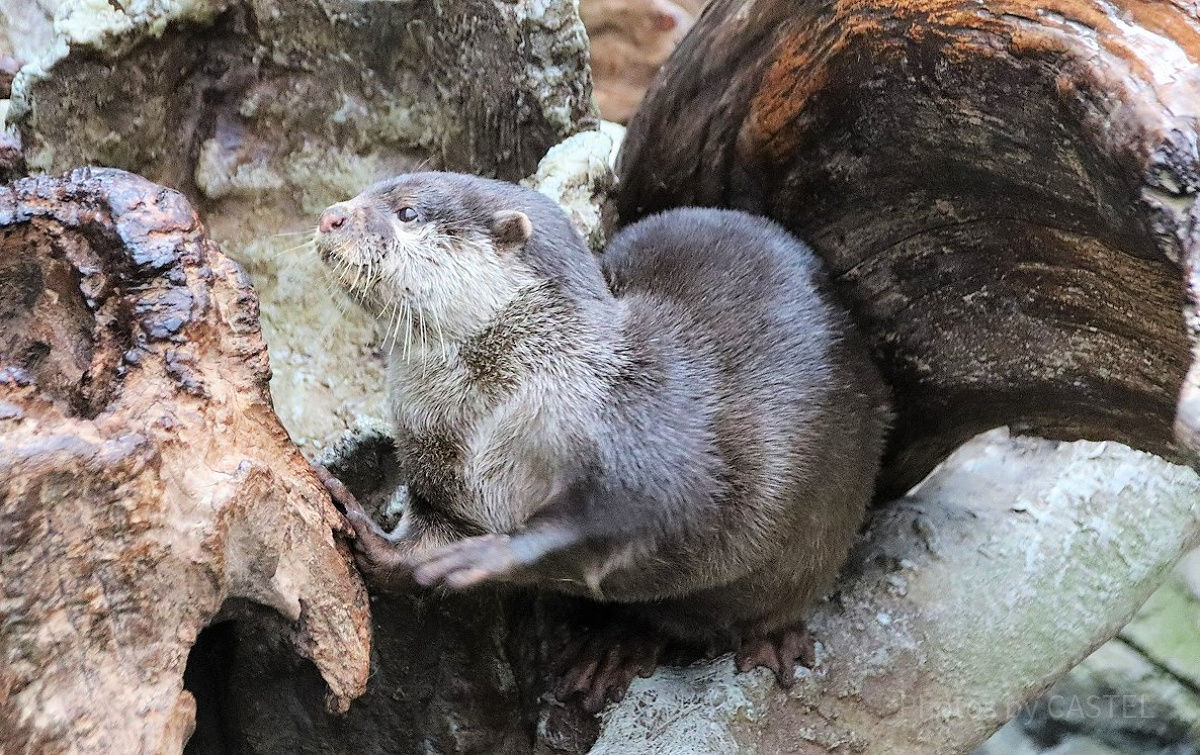 海遊館のカワウソ