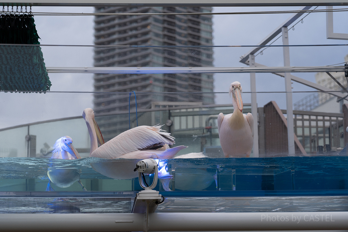 サンシャイン水族館のペリカン