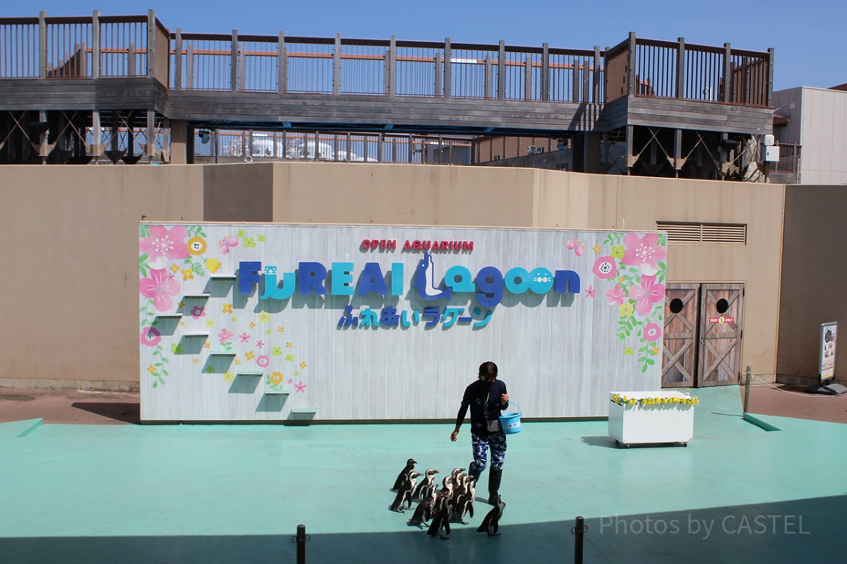 ペンギンのふれあいパフォーマンス