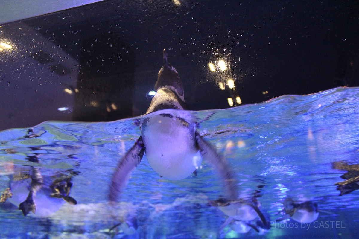 すみだ水族館のペンギン