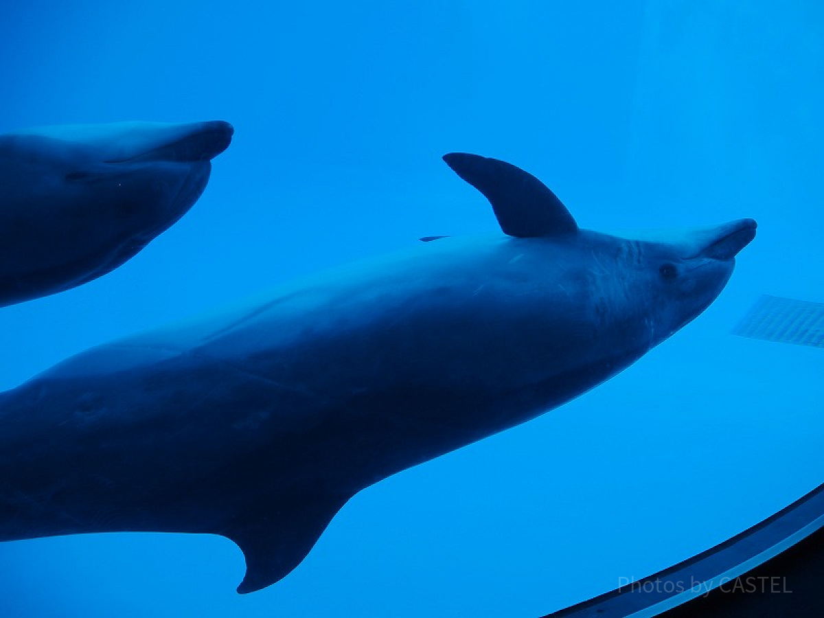 名古屋港水族館