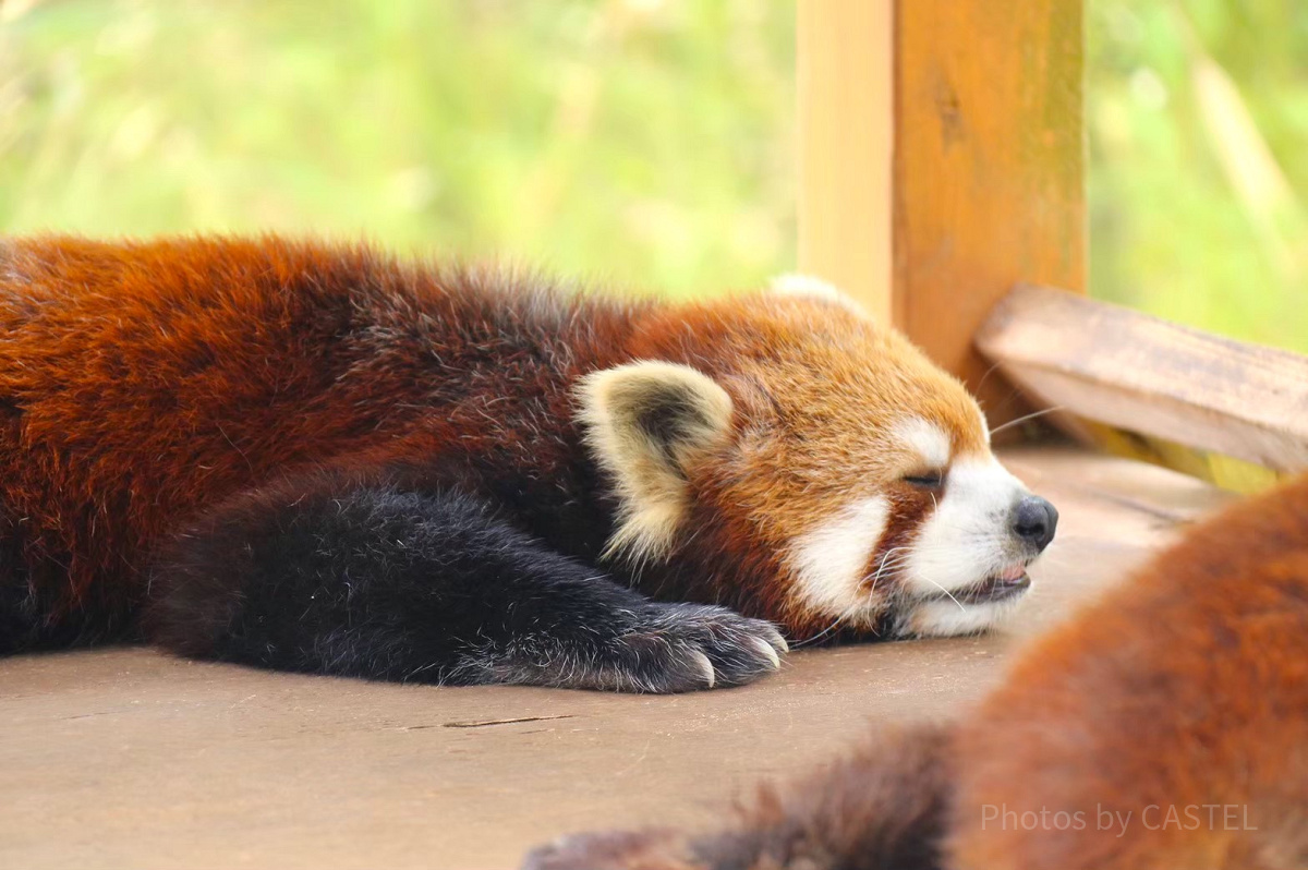 富士サファリパークのレッサーパンダ