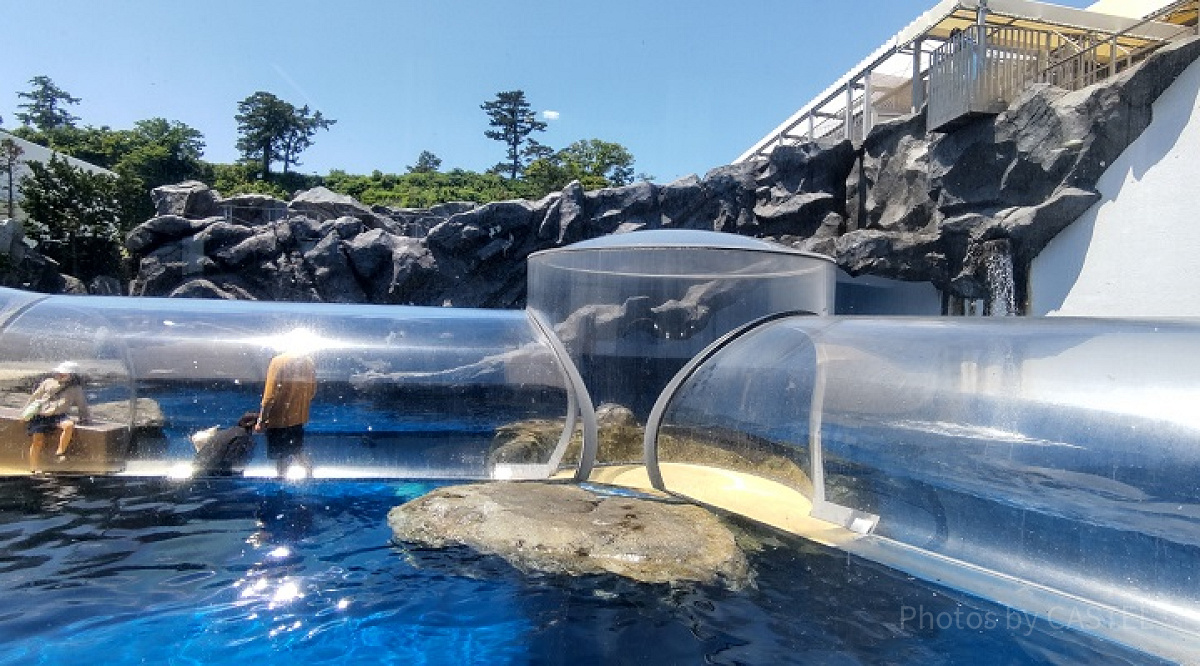 海獣の王国水槽