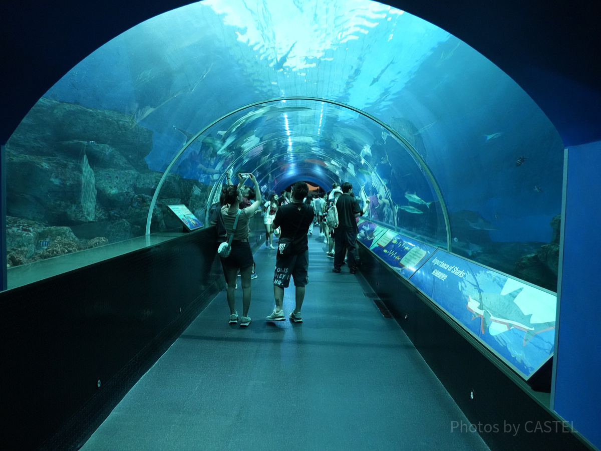 シーアクアリウム：サメ水槽「シャークシー」の水中トンネル
