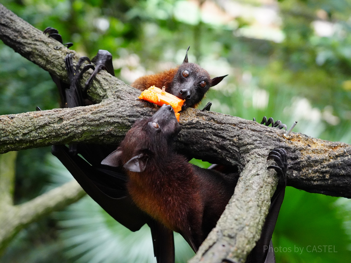 シンガポール動物園：動物を間近で！オープンズーの魅力