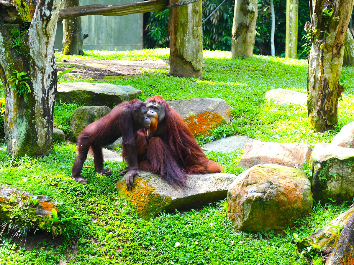 シンガポール動物園：オランウータン