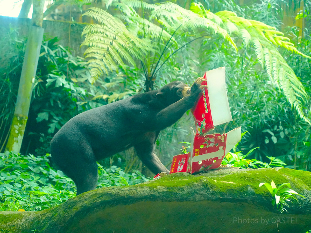 シンガポール動物園：マレーグマ