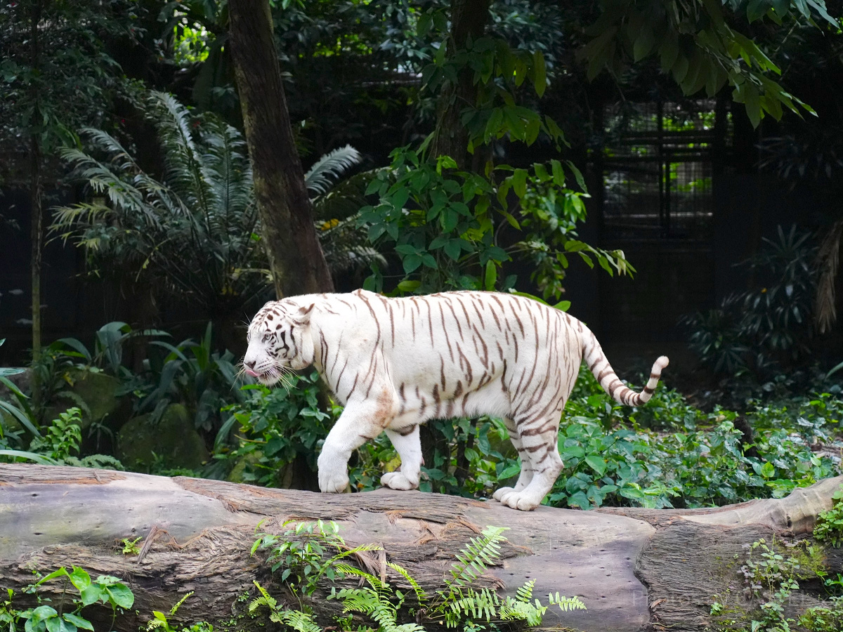 シンガポール動物園：ホワイトタイガー
