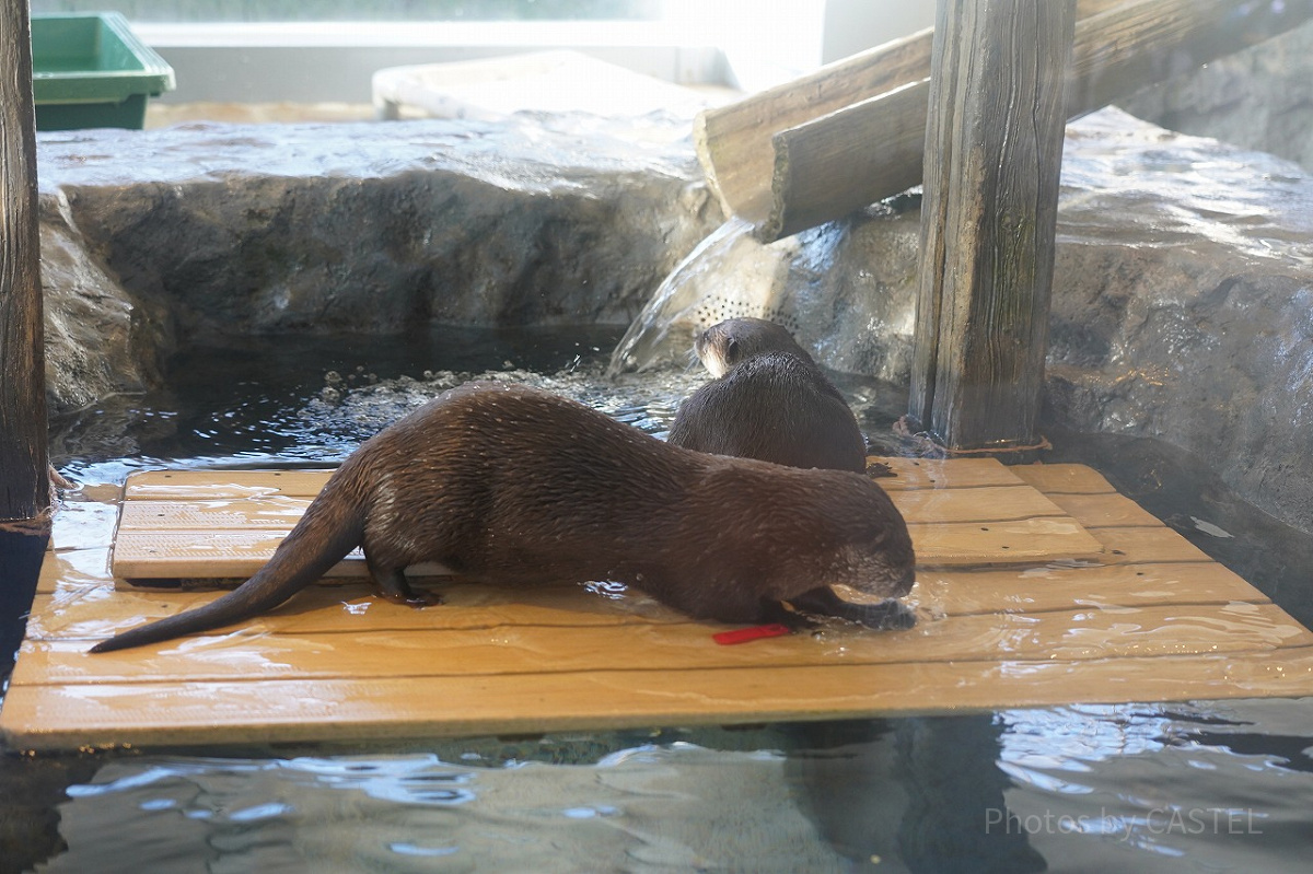 コツメカワウソ