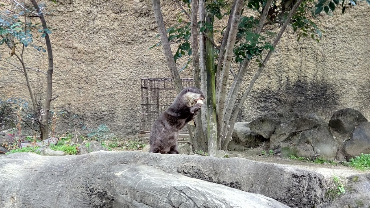 ひらかたパーク内に暮らすコツメカワウソ