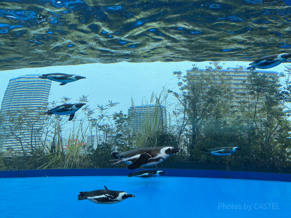 サンシャイン水族館