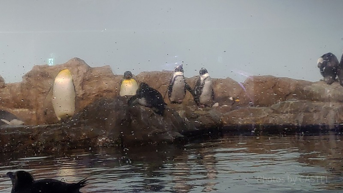 アクアパーク品川内にはペンギンたちもいますよ！