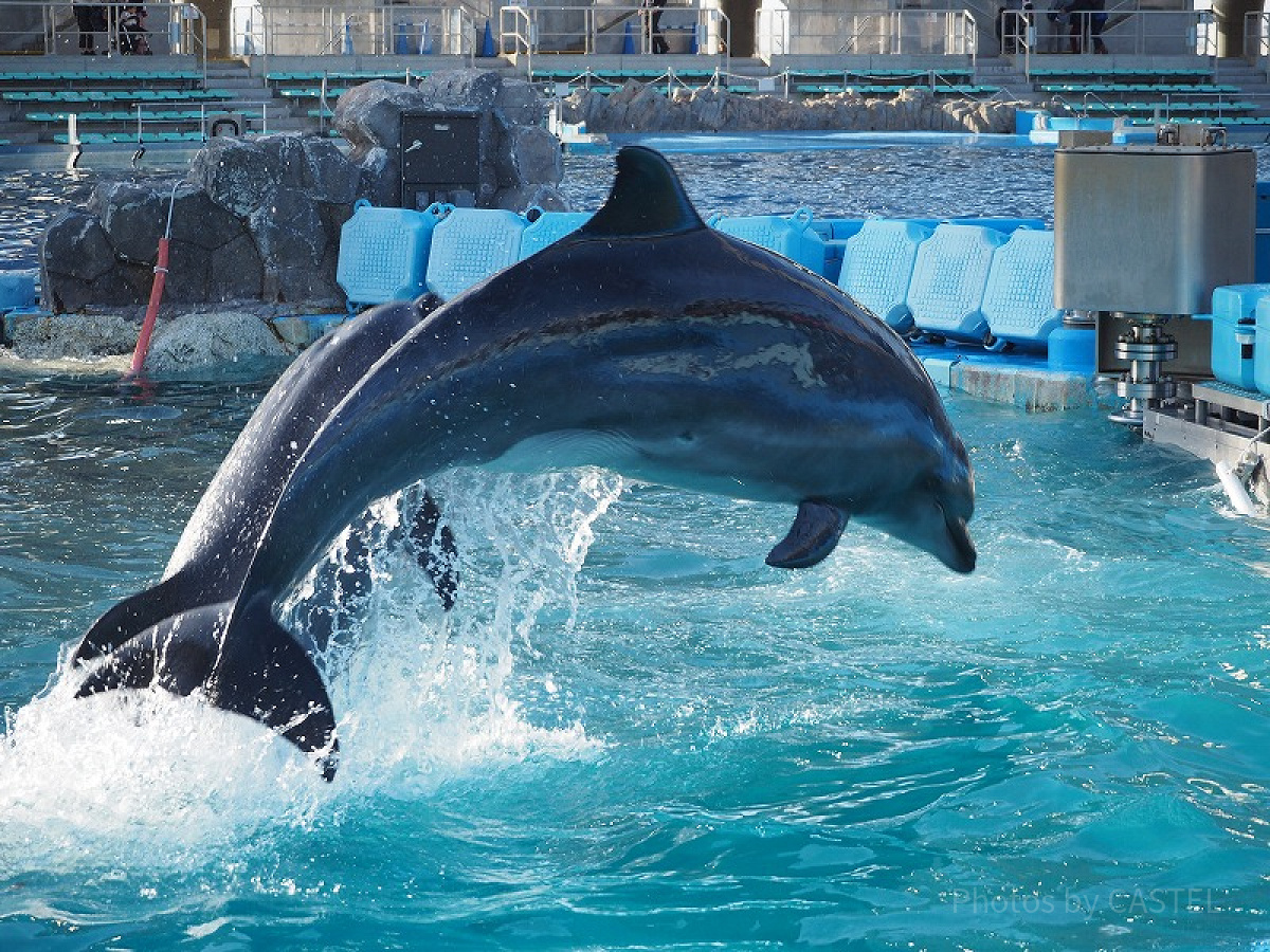 名古屋港水族館のチケット料金