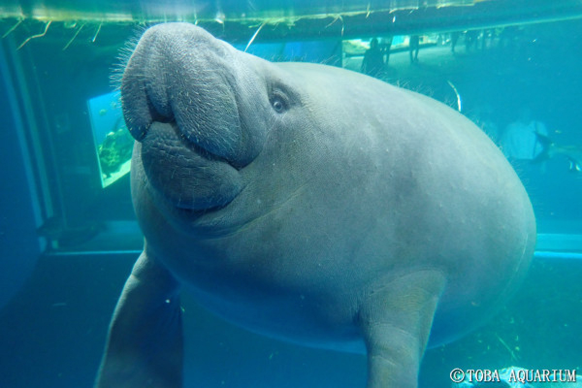 アフリカマナティー キャステル CASTEL ディズニー情報