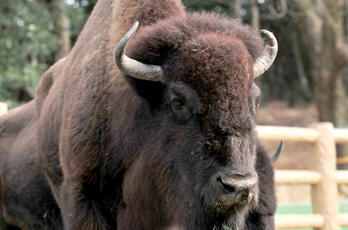 アメリカバイソン キャステル Castel ディズニー情報