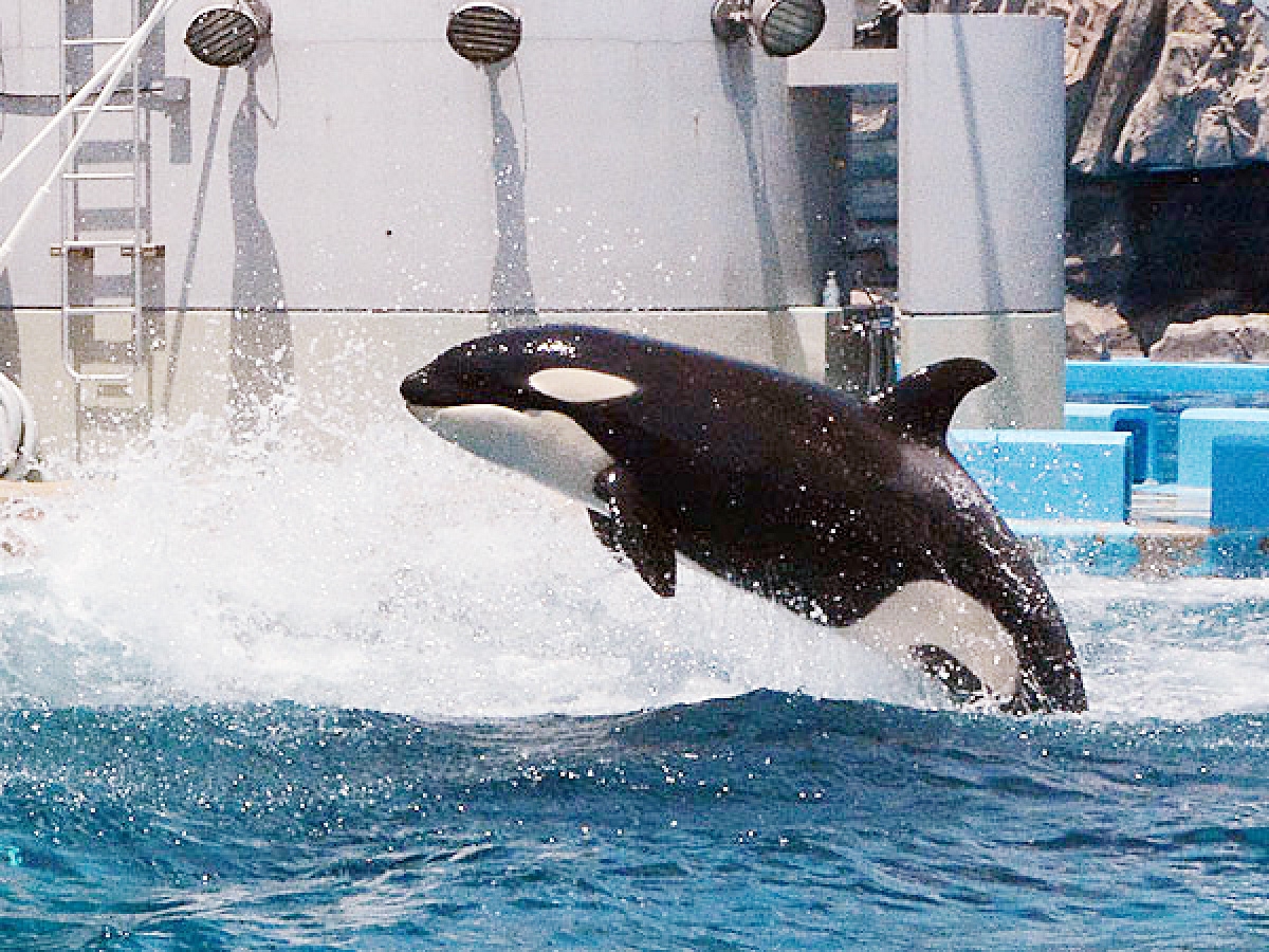 名古屋港水族館のシャチ キャステル Castel ディズニー情報