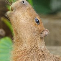 神戸どうぶつ王国を解説！料金、営業時間、アクセス、ふれあい体験やショーなど楽しめることまとめ！