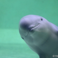 鳥羽水族館へ遊びに行こう!料金、見どころ、ランチ、アクセス、お土産情報総まとめ!