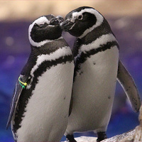 【スカイツリー】すみだ水族館見どころ５選！料金・予約・アクセス・営業時間を徹底解説！