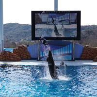 【2025】アドベンチャーワールドの料金&割引方法!コンビニで買える前売り券がお得!