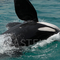 アドベンチャーワールドにシャチはいる?過去のショーと現在のシャチについて解説!