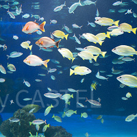 サンシャイン水族館の混雑は?平日&土日祝・長期休みの混み具合・特に混雑する人気スポットまとめ!