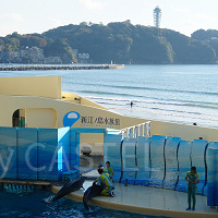 新江ノ島水族館（えのすい）徹底ガイド｜2024年クリスマス情報も！場所・営業時間・料金まとめ！おすすめのショー＆展示も！