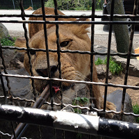 【富士サファリパーク】料金情報まとめ！入園チケット、ツアー料金、お得な会員割引情報も！