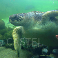 八景島シーパラダイスのアクセス方法!電車・バス・車別!最寄り駅の紹介も!
