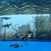 サンシャイン水族館を徹底解説!歴史、見どころ、チケット、アクセス、カフェ、お土産情報を総まとめ!