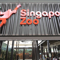 シンガポール動物園完全ガイド！みどころ情報やアクセス、チケット割引も！
