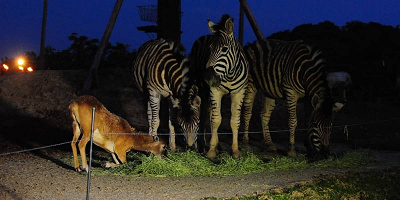 夜の動物たちの様子