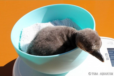 ふわふわの綿毛に包まれた赤ちゃん