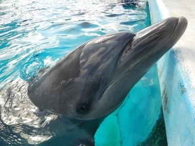 バンドウイルカのマール