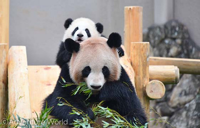 攻略法】アドベンチャーワールドのパンダ！餌やり体験もで可能！会える