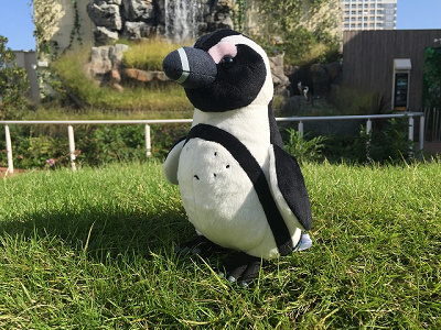 ケープペンギンぬいぐるみ（サンシャイン水族館オリジナル）
