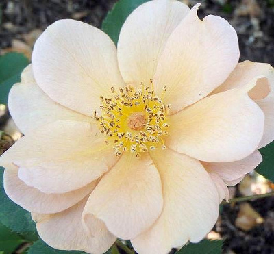 Charlie Brown(チャーリー・ブラウン)