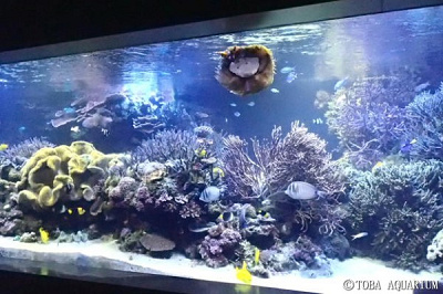 サンゴ礁の水槽