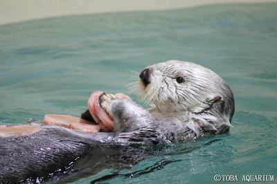 プカプカ浮かぶメイ