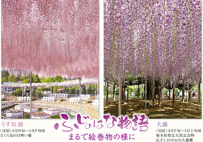 あしかがフラワーパークのふじのはな物語