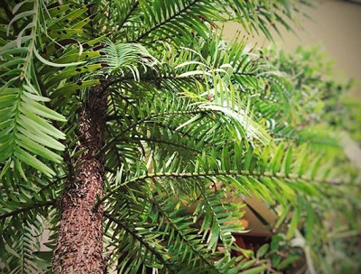 ジュラシックツリー