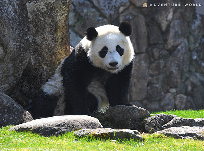 アドベンチャーワールド パンダ 浜家 メダル 良浜 彩浜 楓浜 結浜